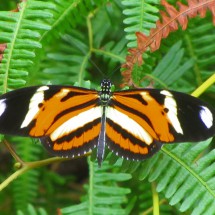 Butterfly on the way to the waterfall close to Praia Triste